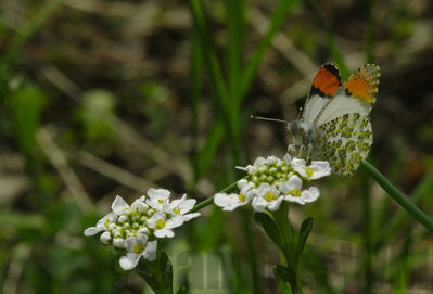 pacific orangetip
Athocharis sara
