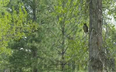 great-horned owl
Keywords: owl;spring