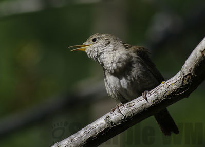 house wren
Keywords: wren