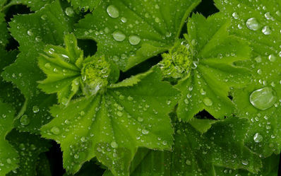 lady's mantle
alchemilla sp
