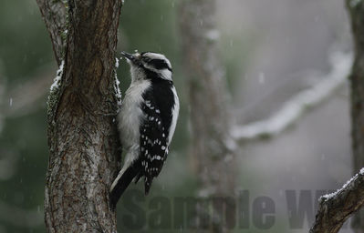 downy woodpecker  (f)
Keywords: woodpecker;downy