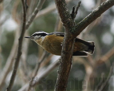 red-breasted nuthatch
Keywords: nuthatch