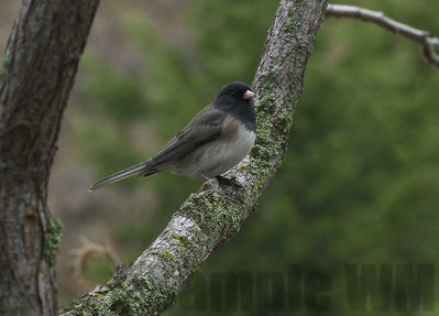 dark-eyed junco
Keywords: junco;sparrow