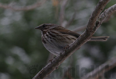 song sparrow
Keywords: sparrow