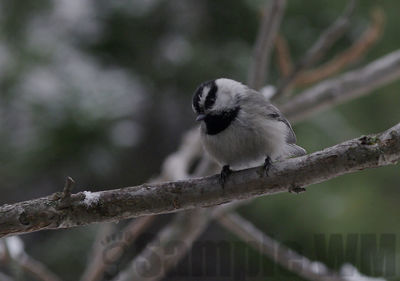 mountain chickadee
Keywords: chickadee