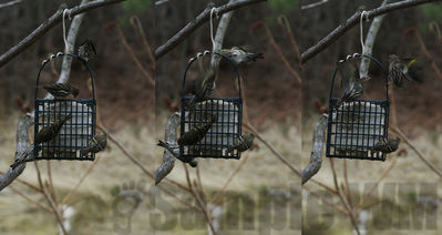 pine siskins
Keywords: siskin