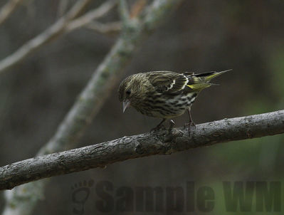 pine siskin
Keywords: siskin