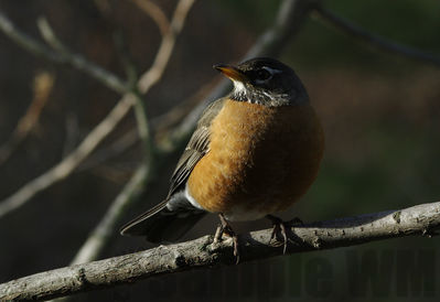 american robin
Keywords: thrush