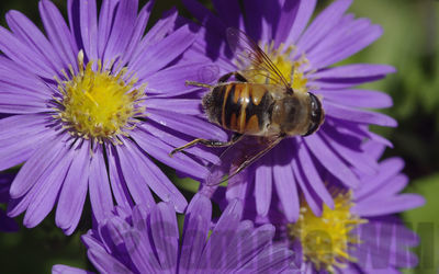 hover fly
eristalis sp

