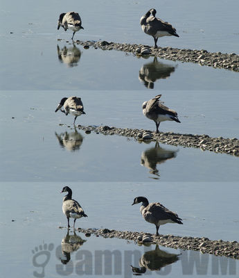 grooming canada geese
Keywords: geese;triptych;grooming