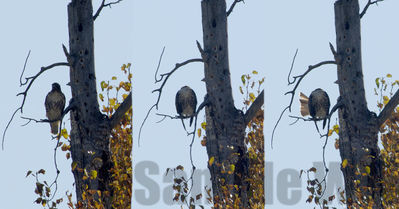 grooming red-tailed hawk
Keywords: fall;hawk;tritych;grooming