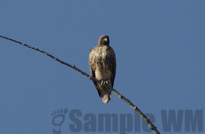 red-tailed hawk
Keywords: hawk;fall