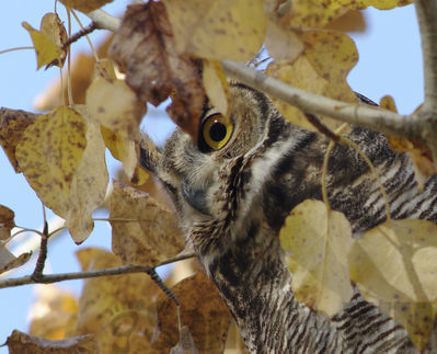 great-horned owl
Keywords: owl;fall
