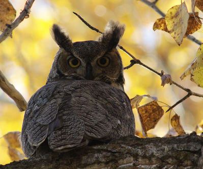 great-horned owl
Keywords: fall;owl