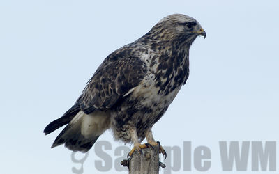 rough-legged hawk
winter visitor

