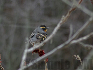 varied thrush
Keywords: thrush