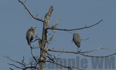 great blue herons
Keywords: heron