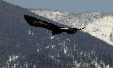 golden eagle (juv)
Keywords: eagle