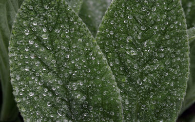 lamb's ear
stachys byzantina
