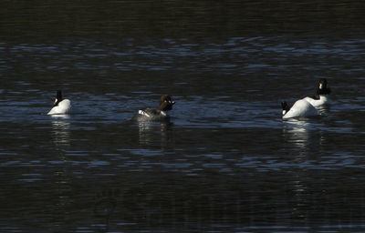displaying goldeneyes
Keywords: goldeneye;duck;display