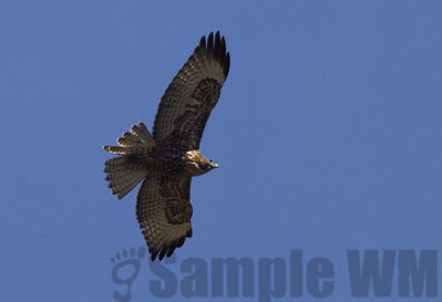red-tailed hawk
Keywords: hawk;flying
