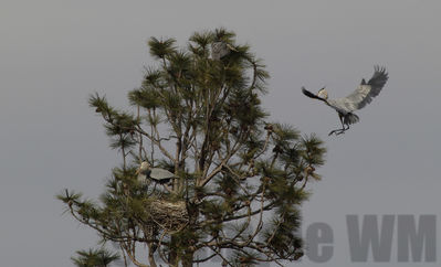 nesting great blue herons
Keywords: heron;nest;flying