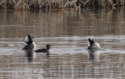 displaying mergansers
Keywords: duck, merganser