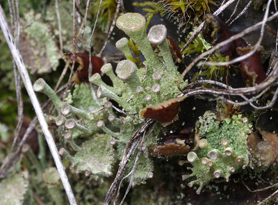 cladonia    cup lichen
