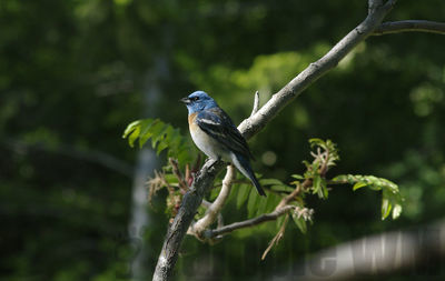 lazuli bunting (m)
