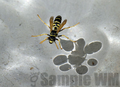 yellowjacket
vespula sp
