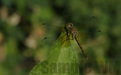 dragonfly
