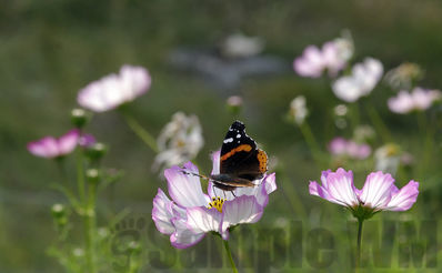 red admiral on cosmos
vanessa atalanta
