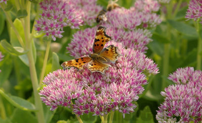 angle wing on sedum

