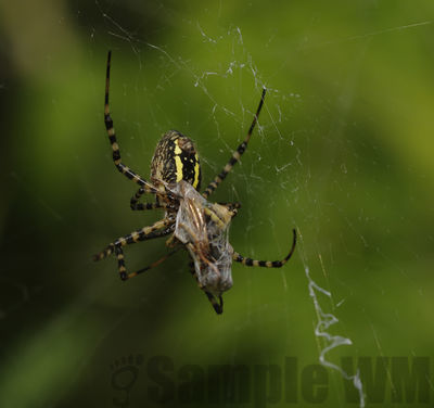 garden spider
argiope sp
