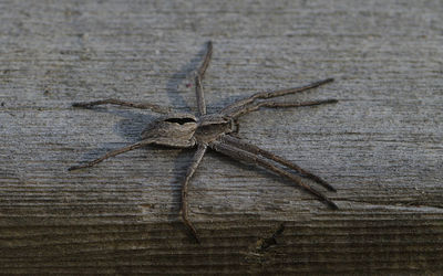 wolf spider
