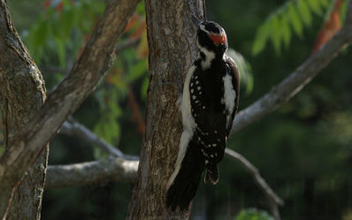 hairy woodpecker m
Keywords: woodpecker
