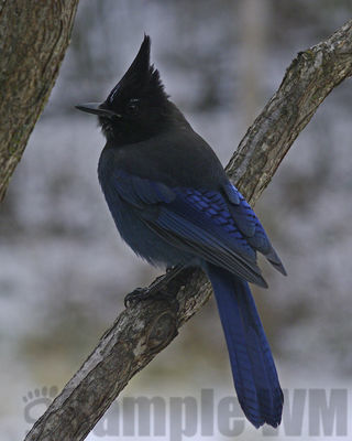 stellar's jay
Keywords: corvid