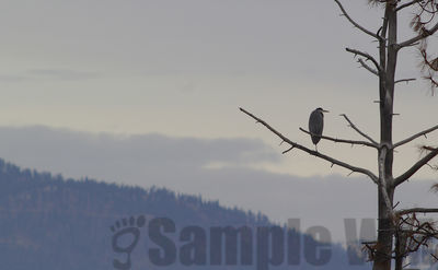 winter heron
Keywords: heron;winter