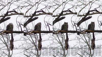 great horned owl
Keywords: owl;winter
