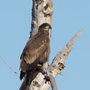 Filename=IMGP7107_W.jpg
Filesize=557KiB
Dimensions=1920x1920
Date added=Nov 20, 2018 IMGP7107_W.jpg