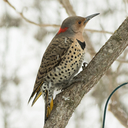 Filename=IMGP7939_W.jpg
Filesize=1184KiB
Dimensions=1200x1200
Date added=Feb 11, 2019 IMGP7939_W.jpg